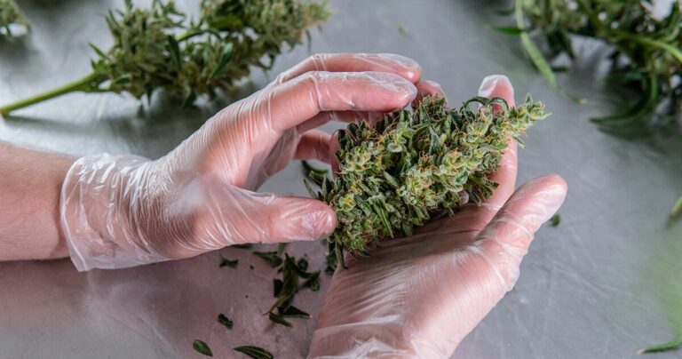 How to Tell If Cannabis Is High-Quality | Seed of Life Labs