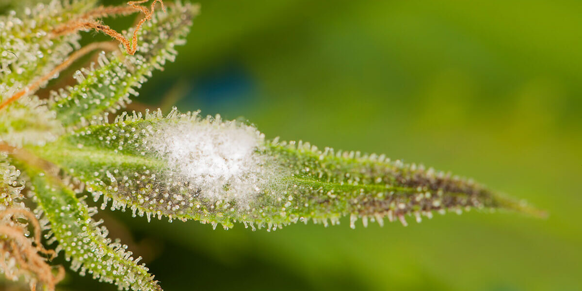 Close-up of a cannabis leaf with visible white mold growth, surrounded by trichomes, indicating contamination.