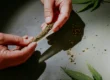How to roll a joint